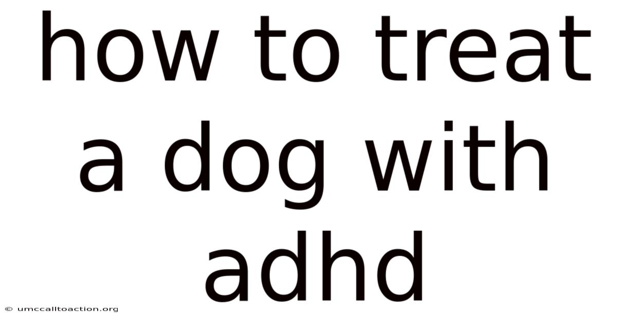 How To Treat A Dog With Adhd