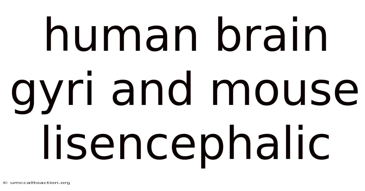 Human Brain Gyri And Mouse Lisencephalic