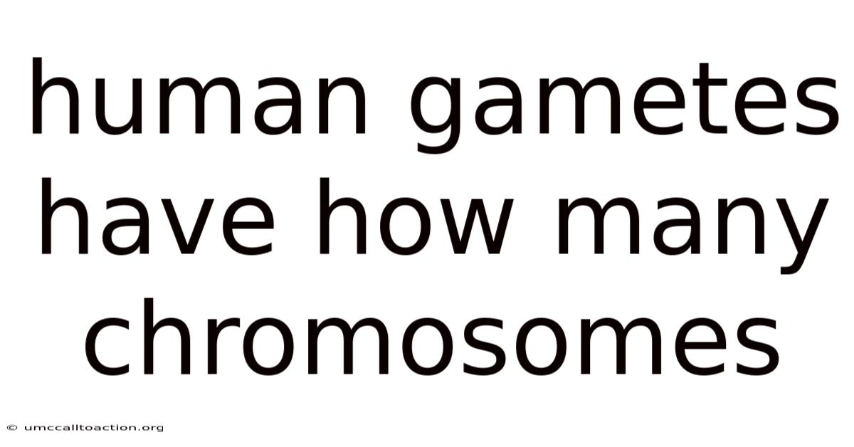 Human Gametes Have How Many Chromosomes