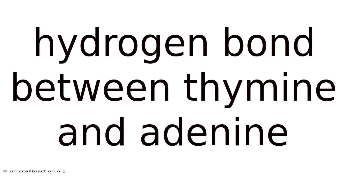 Hydrogen Bond Between Thymine And Adenine
