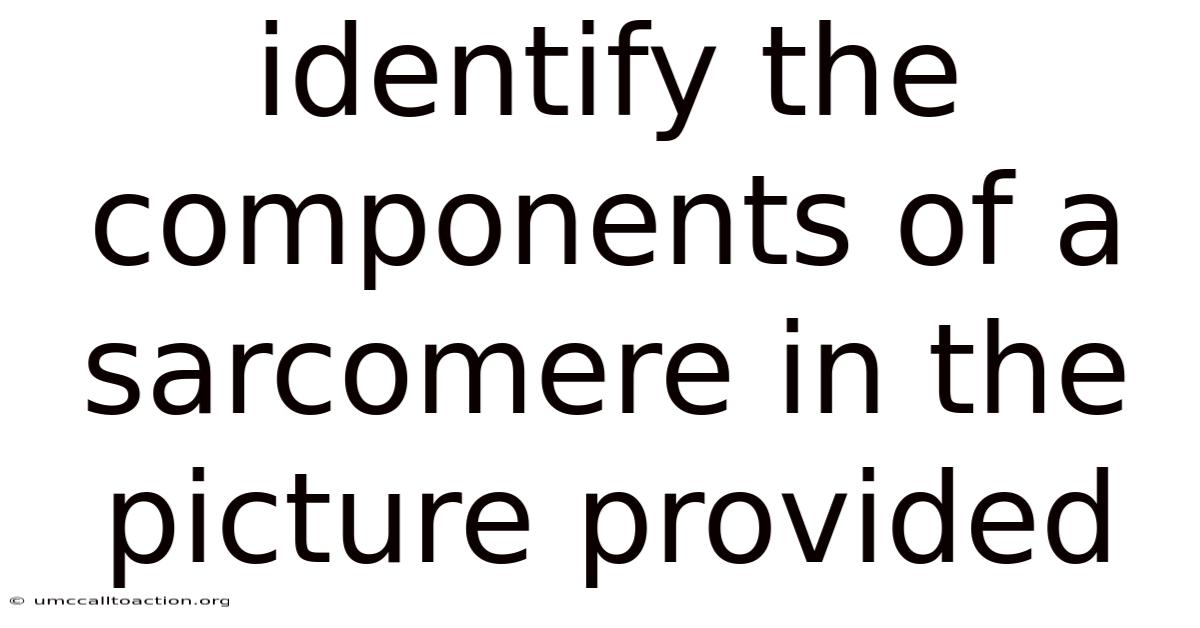 Identify The Components Of A Sarcomere In The Picture Provided