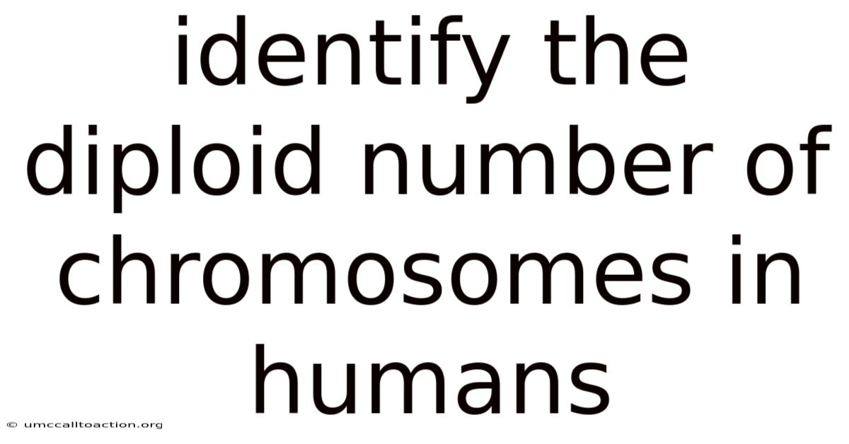 Identify The Diploid Number Of Chromosomes In Humans