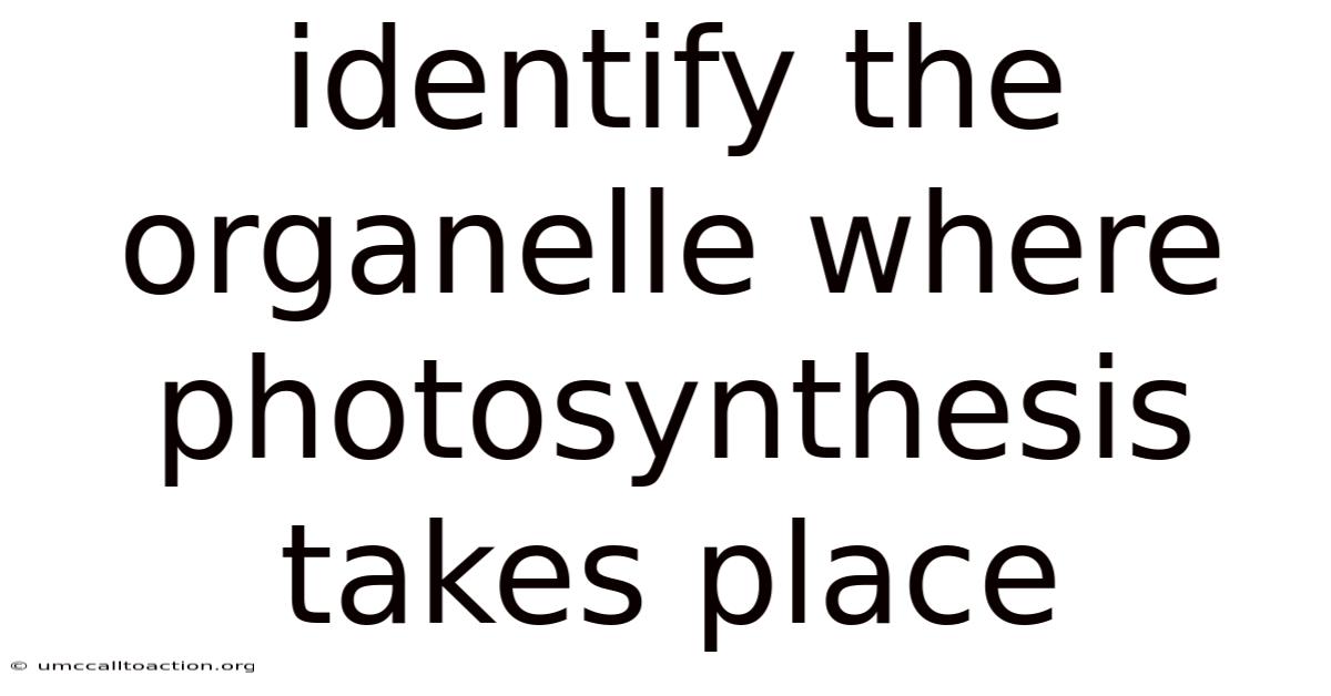 Identify The Organelle Where Photosynthesis Takes Place