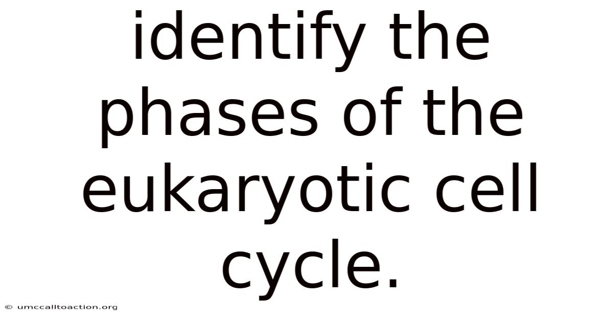 Identify The Phases Of The Eukaryotic Cell Cycle.