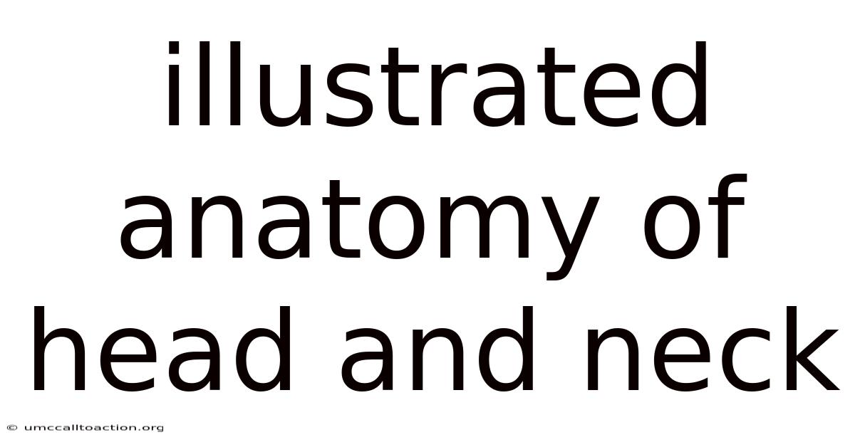 Illustrated Anatomy Of Head And Neck