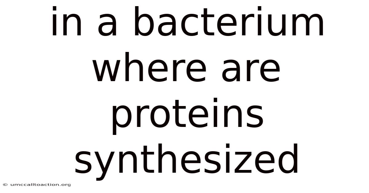 In A Bacterium Where Are Proteins Synthesized