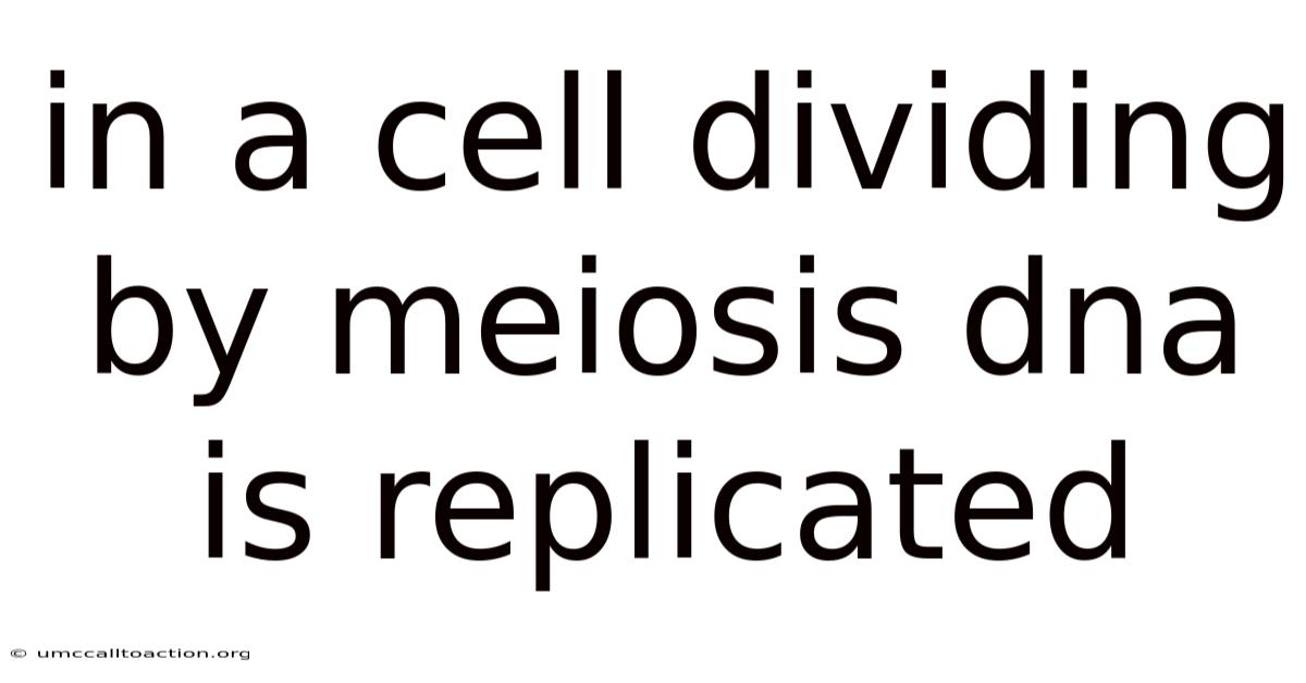 In A Cell Dividing By Meiosis Dna Is Replicated
