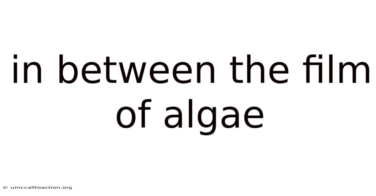 In Between The Film Of Algae