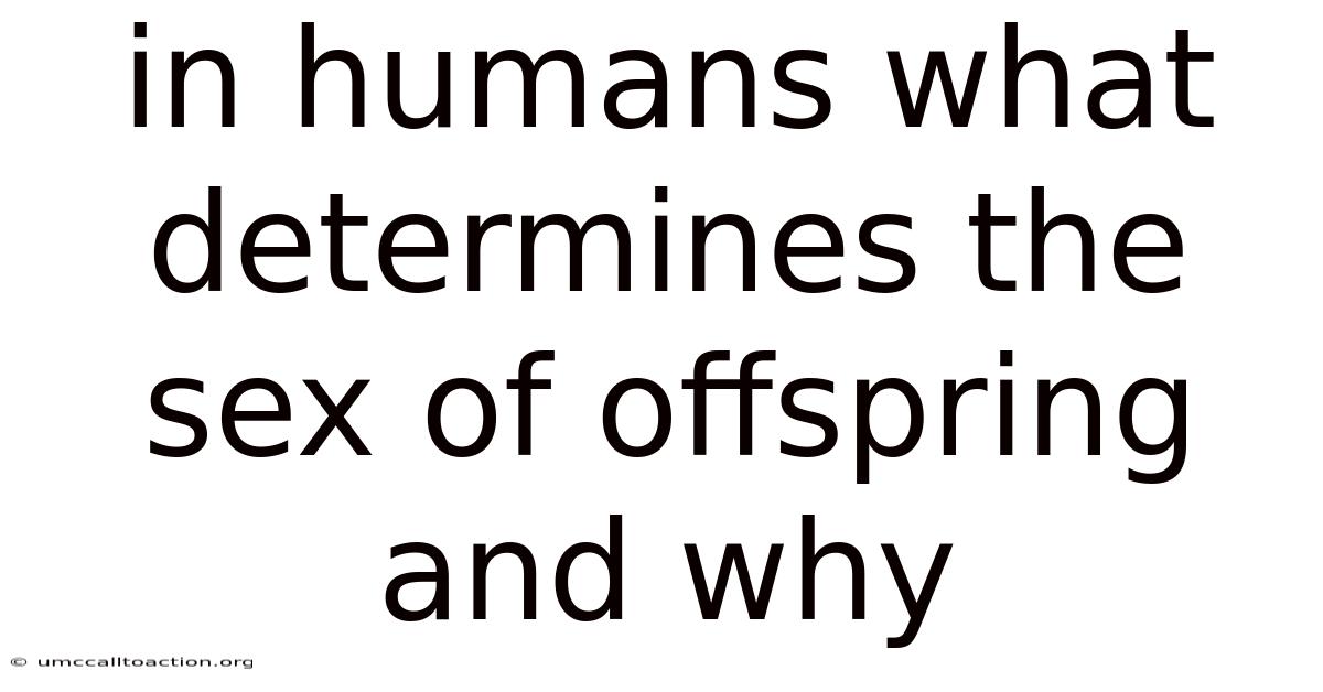 In Humans What Determines The Sex Of Offspring And Why