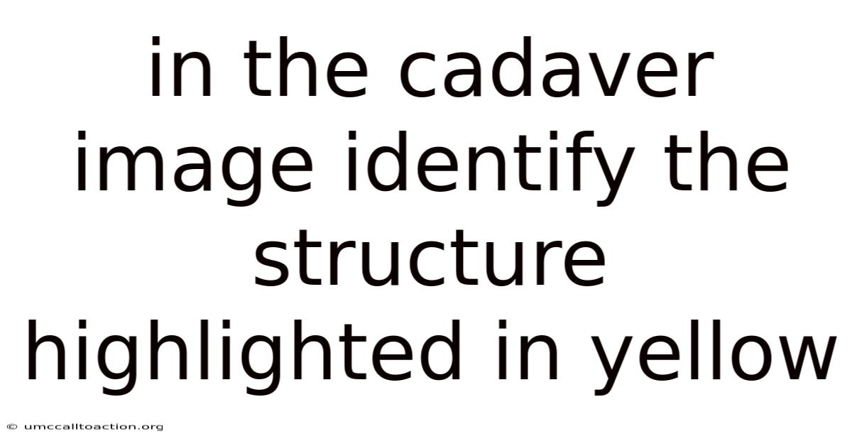 In The Cadaver Image Identify The Structure Highlighted In Yellow