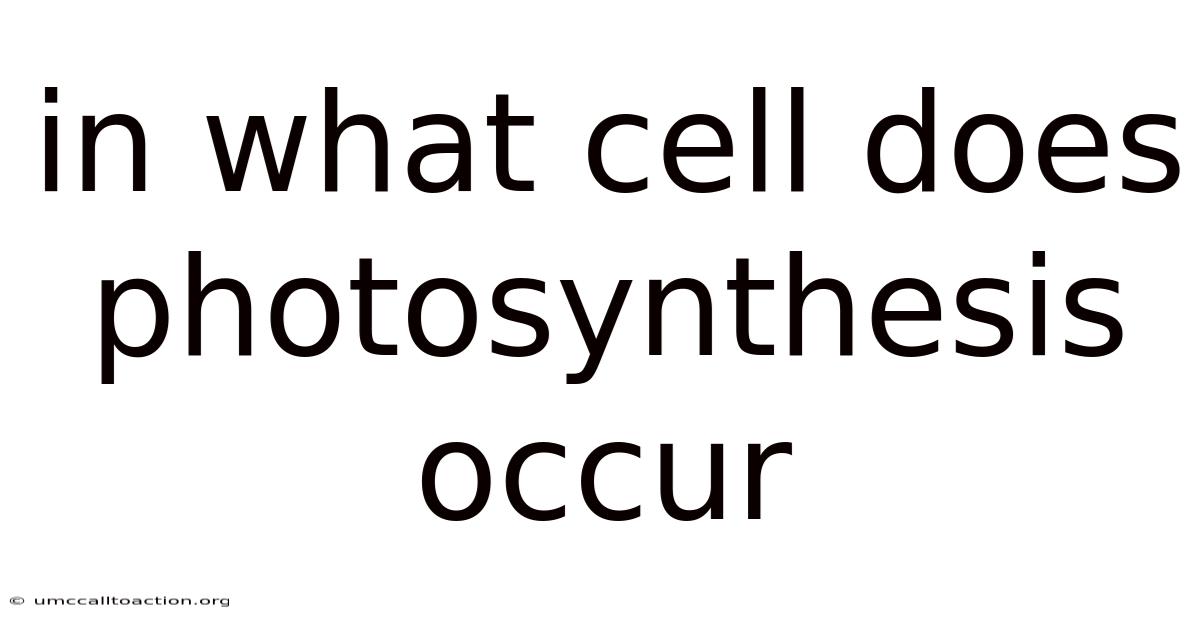 In What Cell Does Photosynthesis Occur