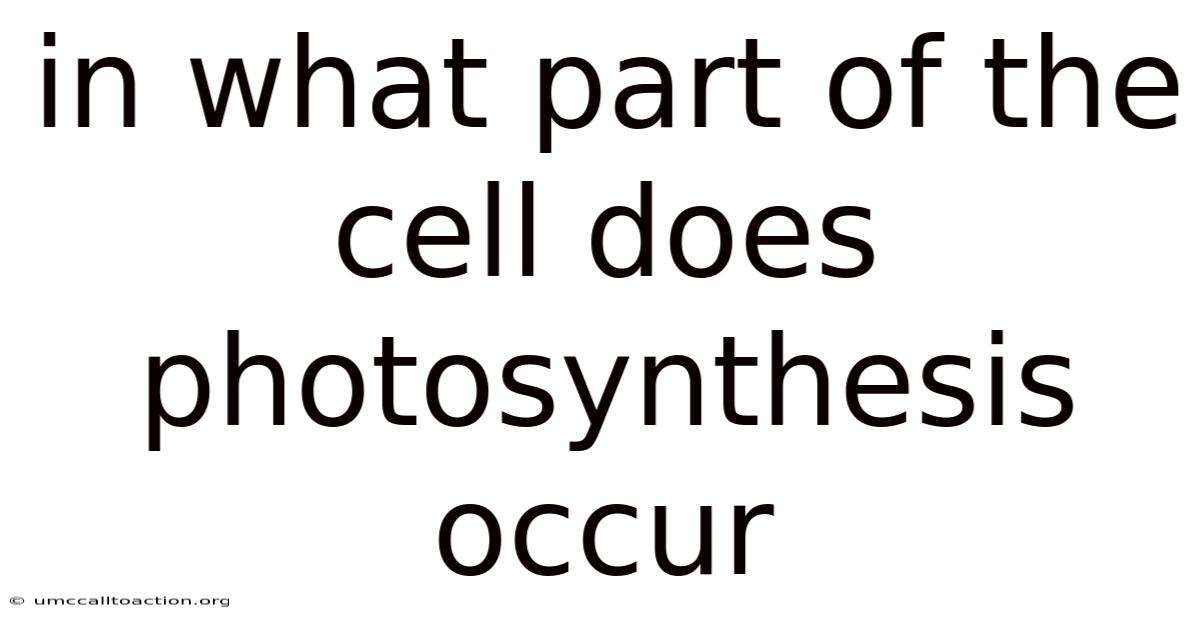In What Part Of The Cell Does Photosynthesis Occur