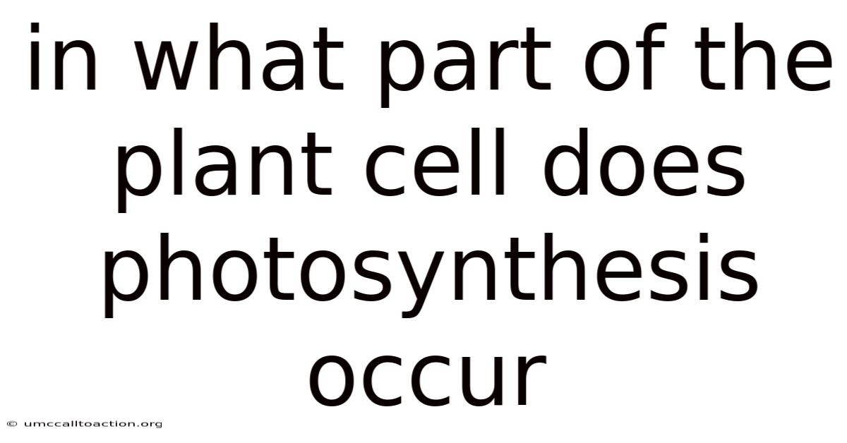 In What Part Of The Plant Cell Does Photosynthesis Occur