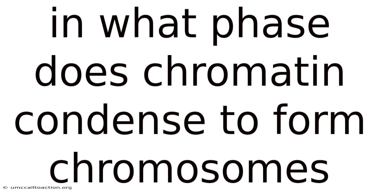 In What Phase Does Chromatin Condense To Form Chromosomes