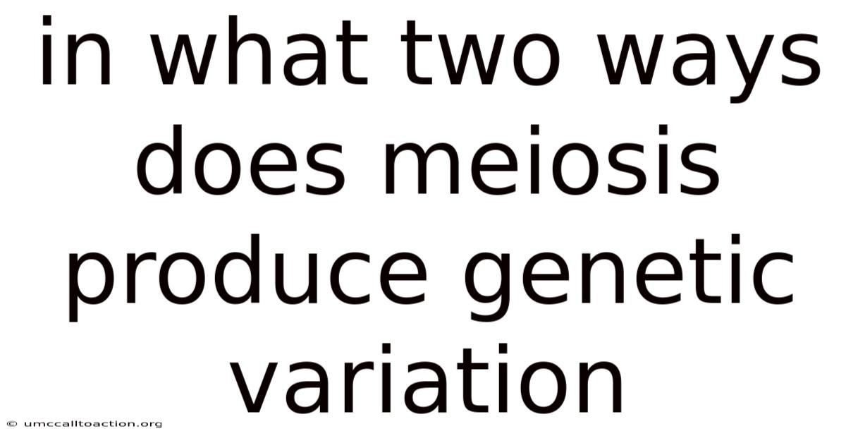 In What Two Ways Does Meiosis Produce Genetic Variation