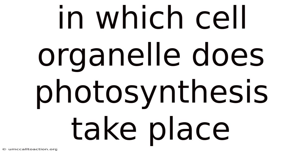 In Which Cell Organelle Does Photosynthesis Take Place