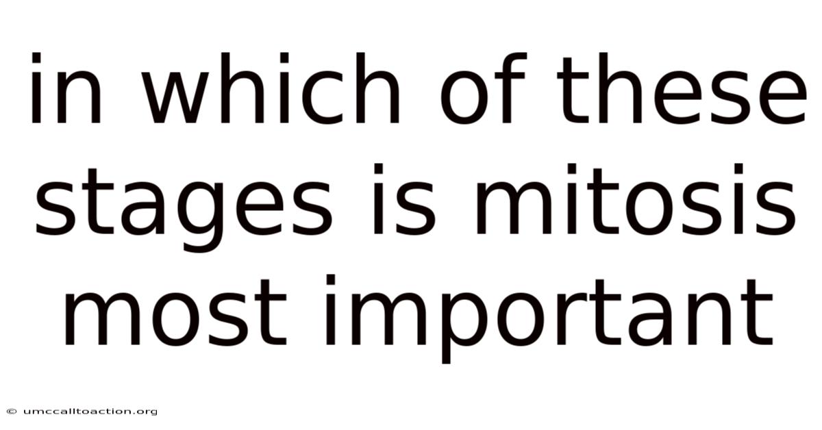 In Which Of These Stages Is Mitosis Most Important