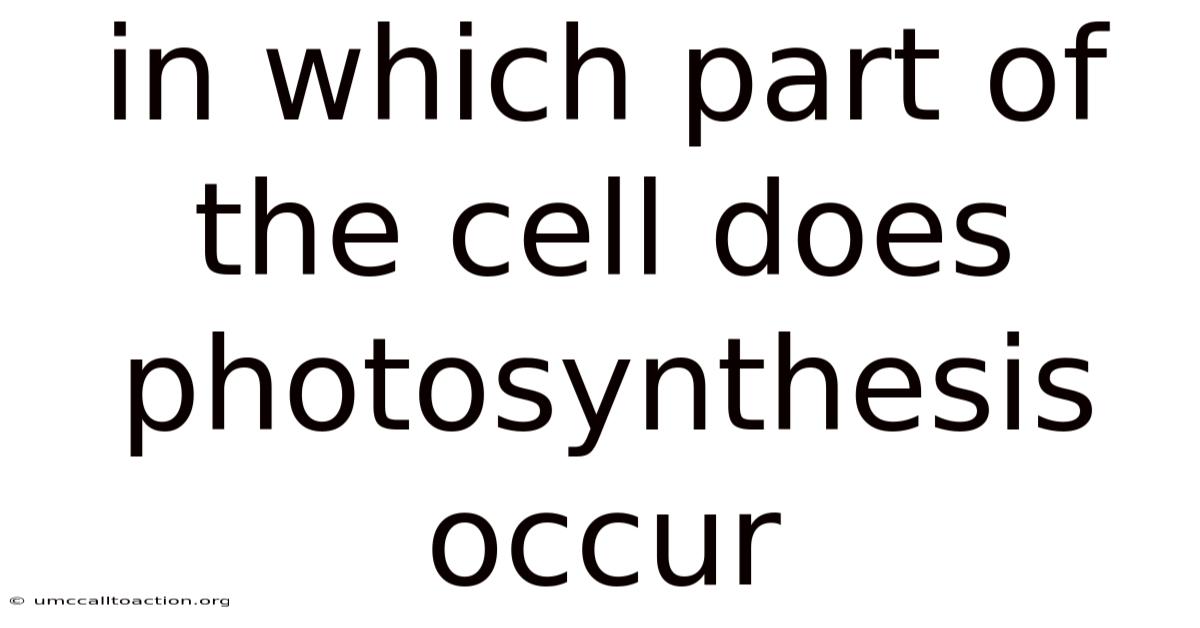 In Which Part Of The Cell Does Photosynthesis Occur