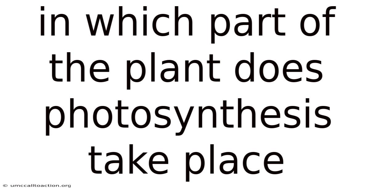 In Which Part Of The Plant Does Photosynthesis Take Place