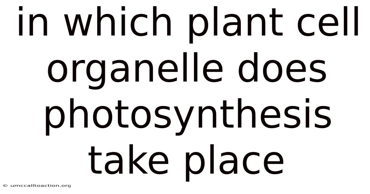 In Which Plant Cell Organelle Does Photosynthesis Take Place