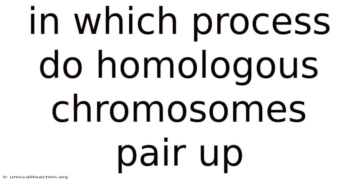 In Which Process Do Homologous Chromosomes Pair Up