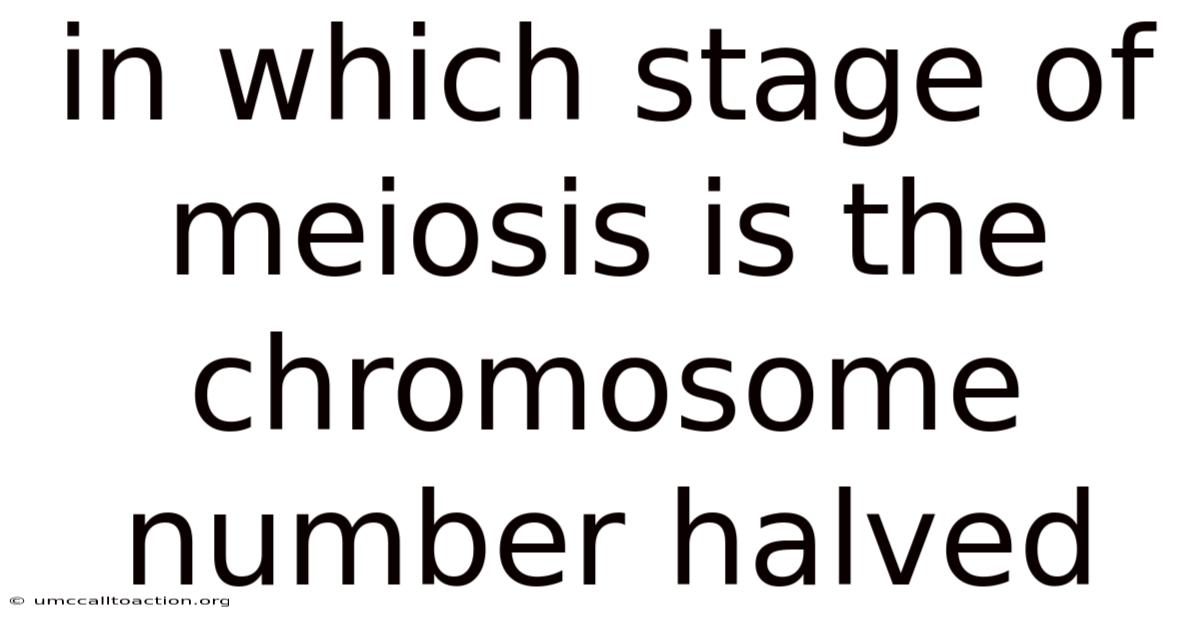 In Which Stage Of Meiosis Is The Chromosome Number Halved