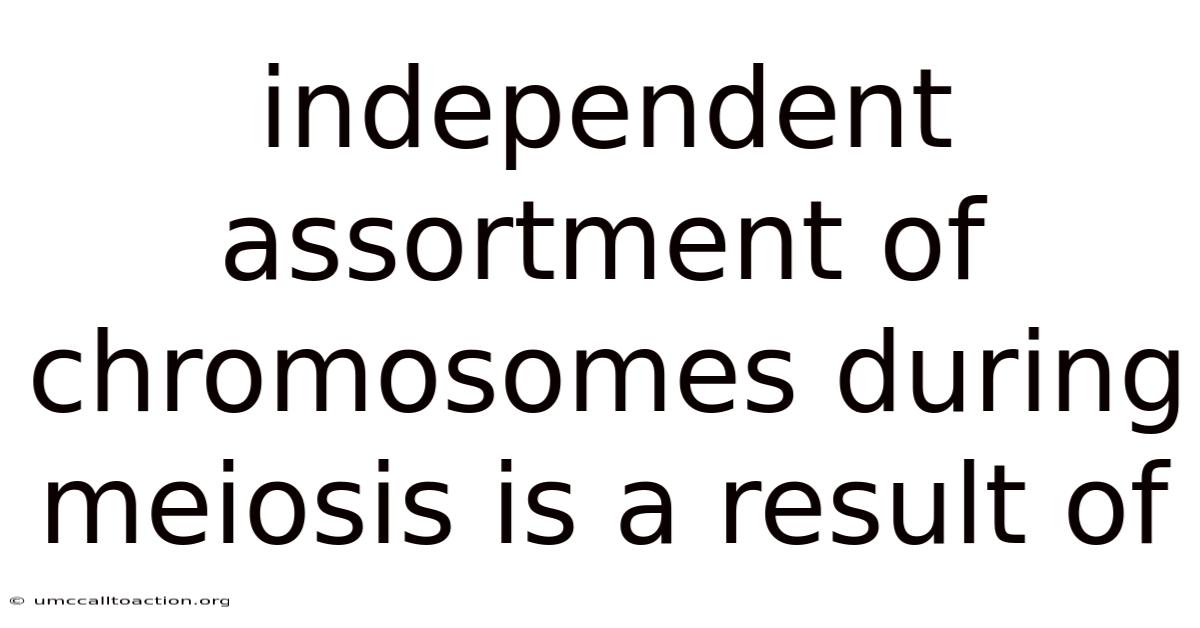 Independent Assortment Of Chromosomes During Meiosis Is A Result Of