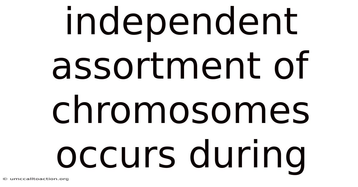 Independent Assortment Of Chromosomes Occurs During