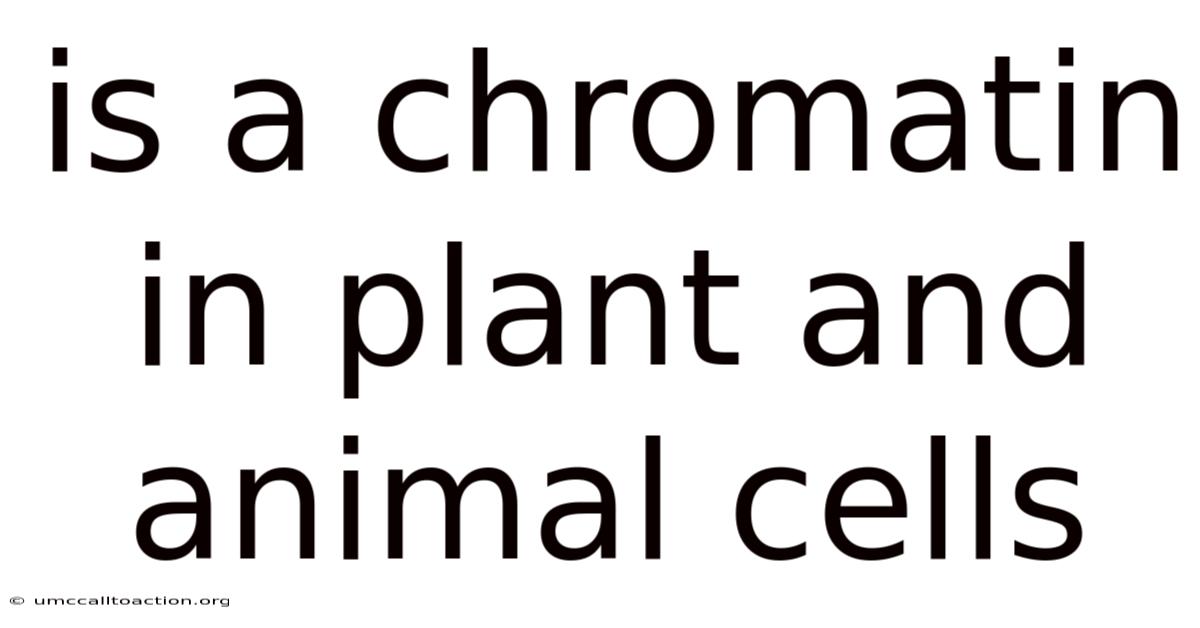 Is A Chromatin In Plant And Animal Cells