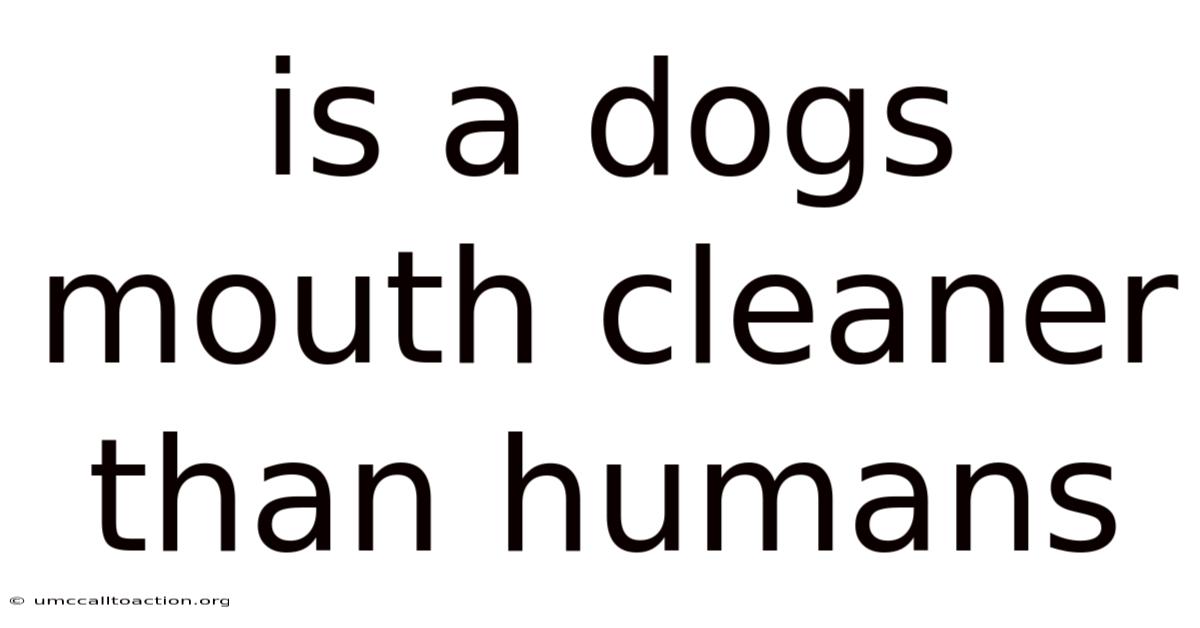 Is A Dogs Mouth Cleaner Than Humans