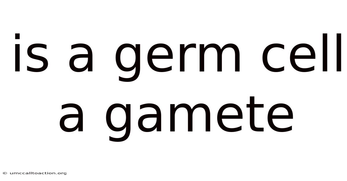 Is A Germ Cell A Gamete