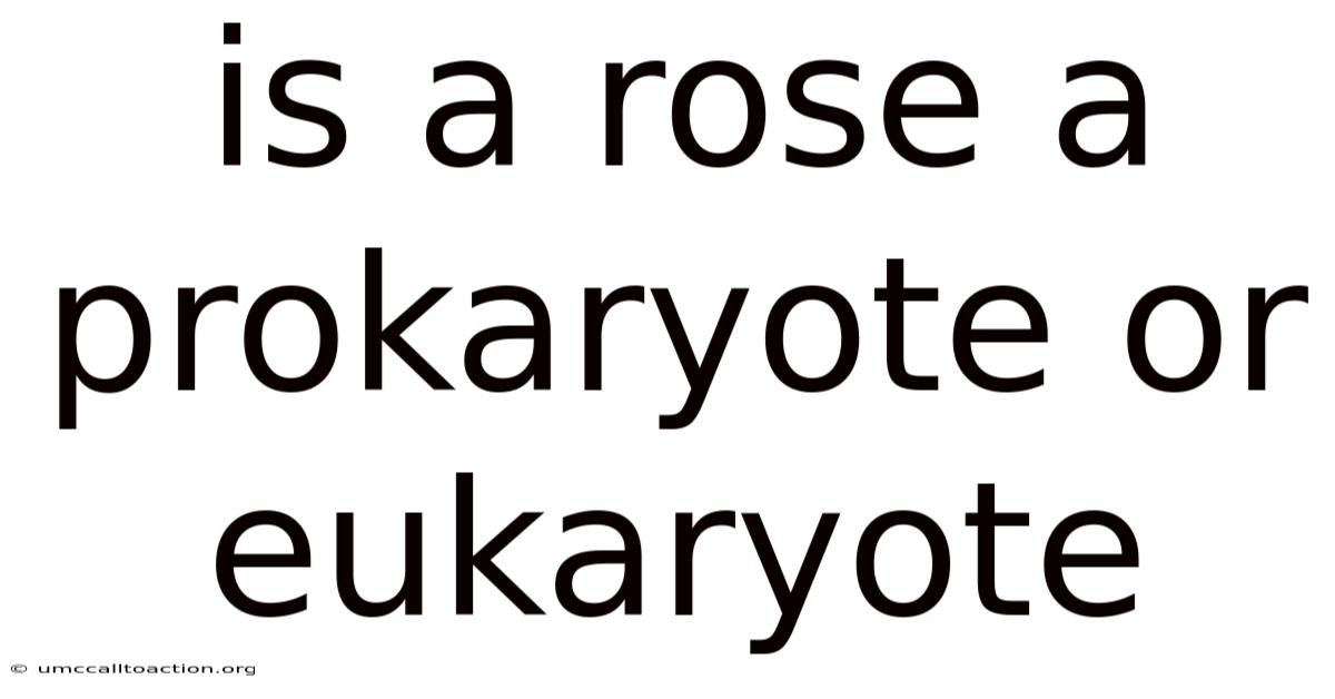 Is A Rose A Prokaryote Or Eukaryote