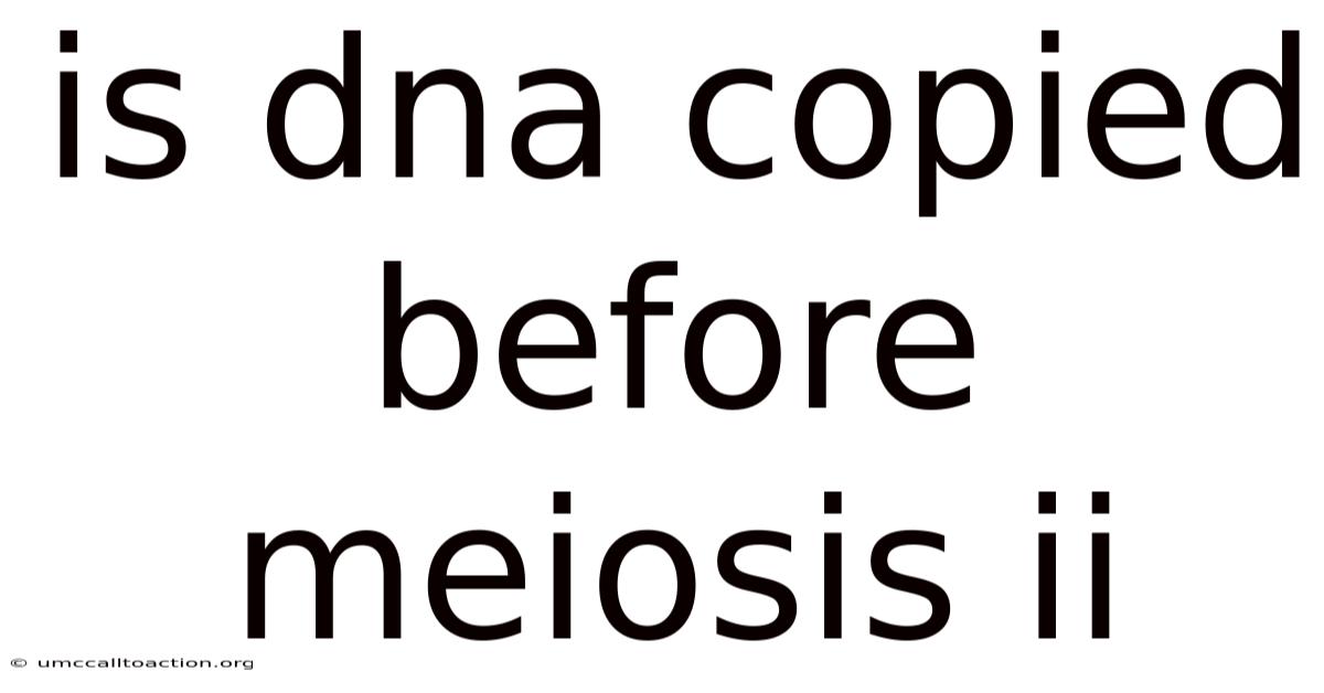 Is Dna Copied Before Meiosis Ii