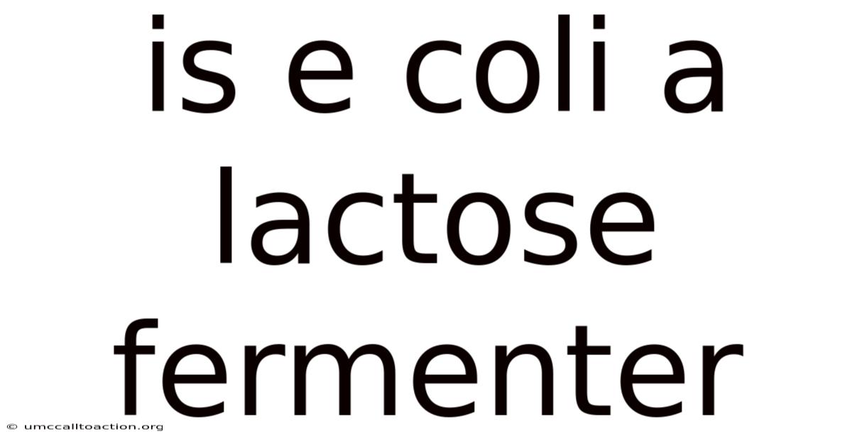 Is E Coli A Lactose Fermenter