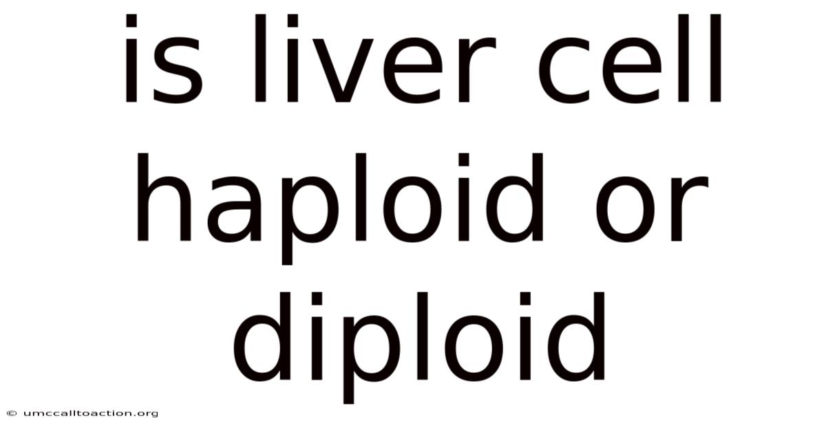 Is Liver Cell Haploid Or Diploid