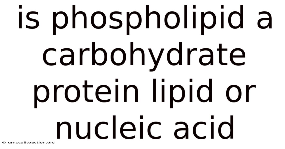 Is Phospholipid A Carbohydrate Protein Lipid Or Nucleic Acid