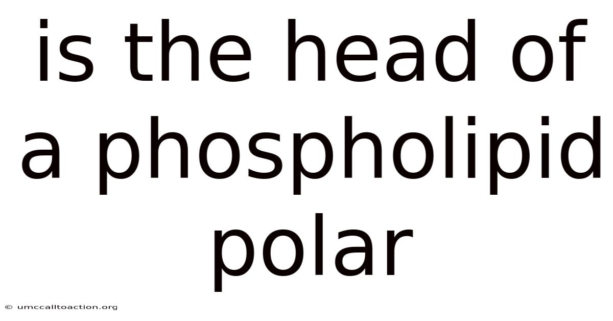 Is The Head Of A Phospholipid Polar