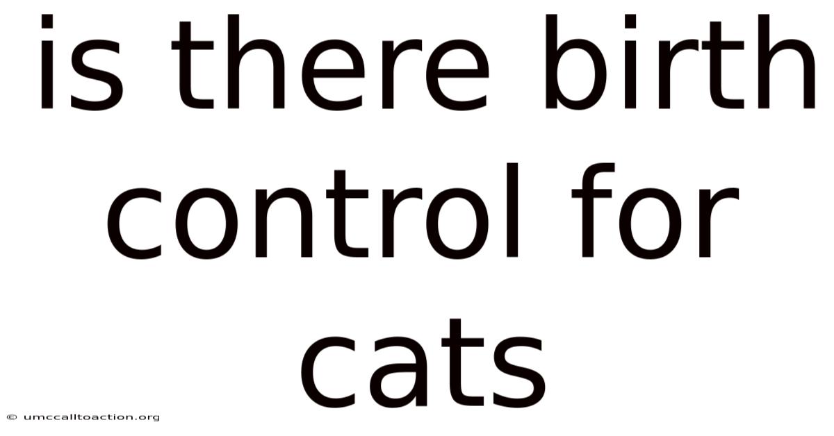 Is There Birth Control For Cats