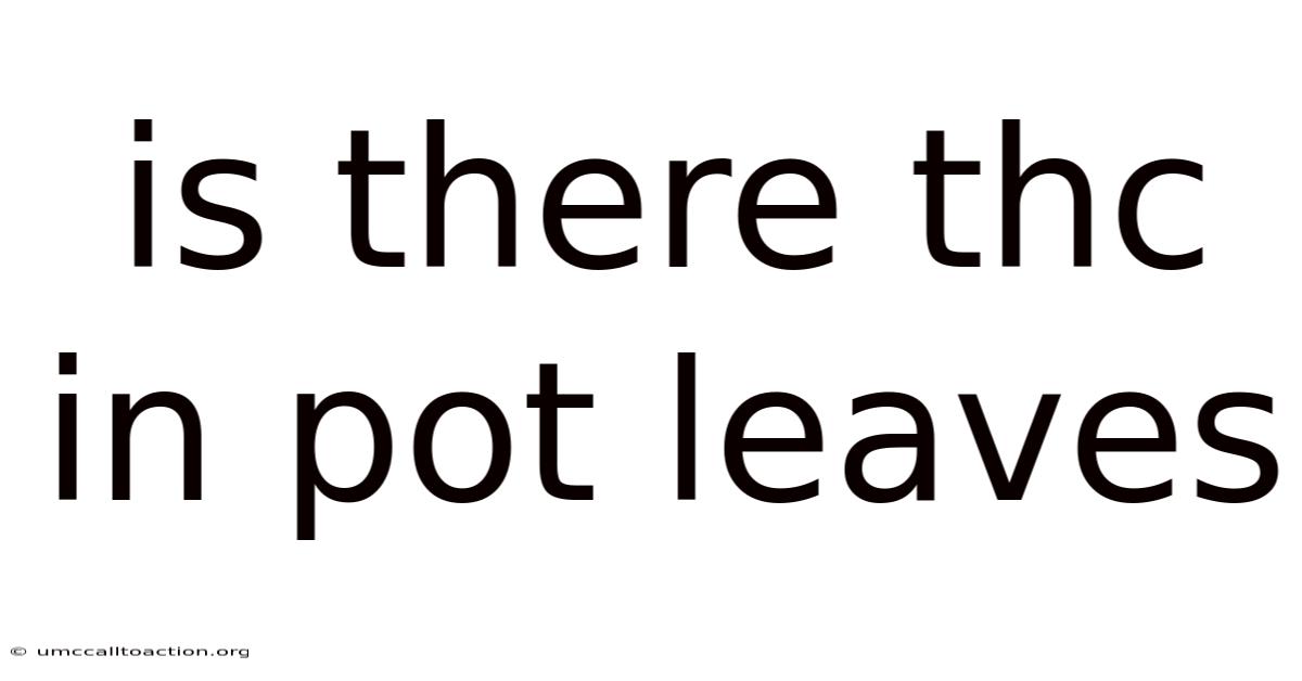 Is There Thc In Pot Leaves