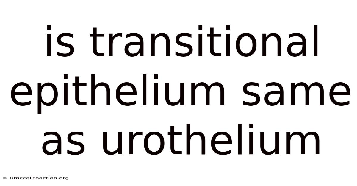 Is Transitional Epithelium Same As Urothelium