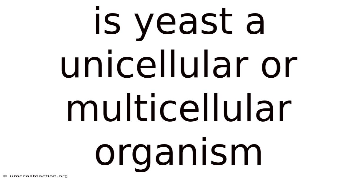 Is Yeast A Unicellular Or Multicellular Organism