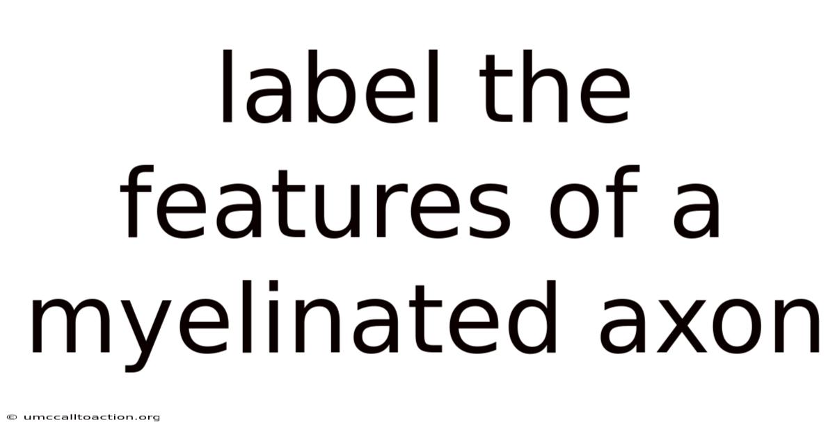 Label The Features Of A Myelinated Axon