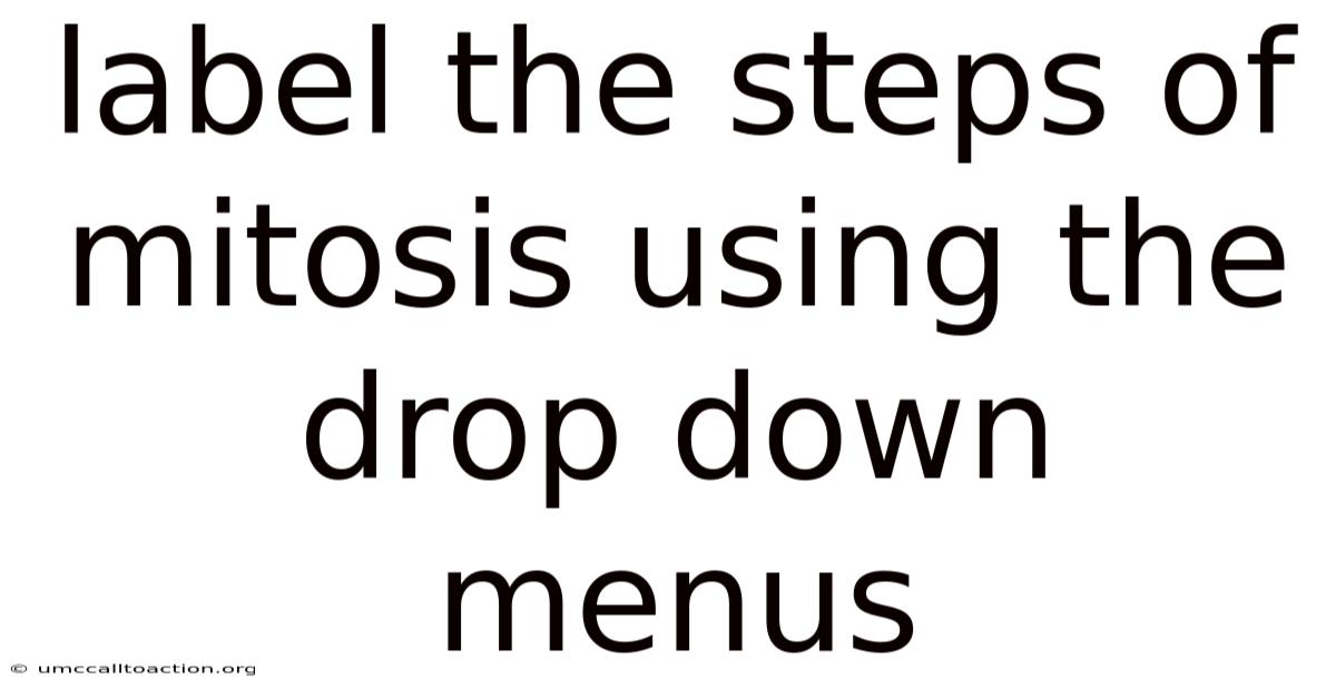 Label The Steps Of Mitosis Using The Drop Down Menus