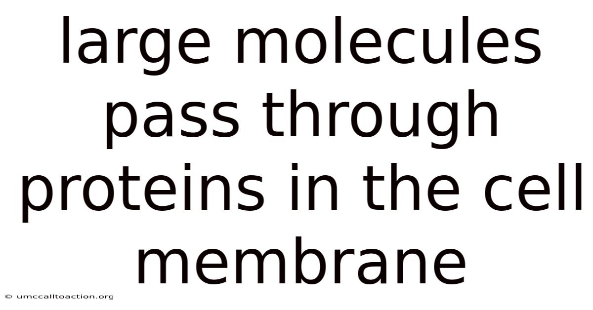 Large Molecules Pass Through Proteins In The Cell Membrane