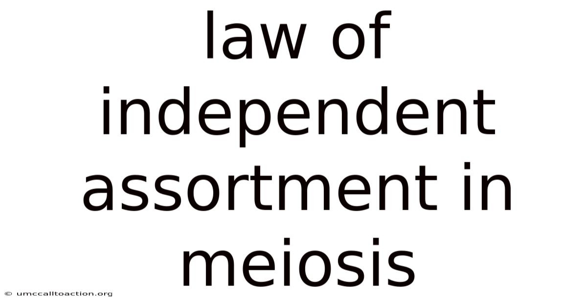 Law Of Independent Assortment In Meiosis