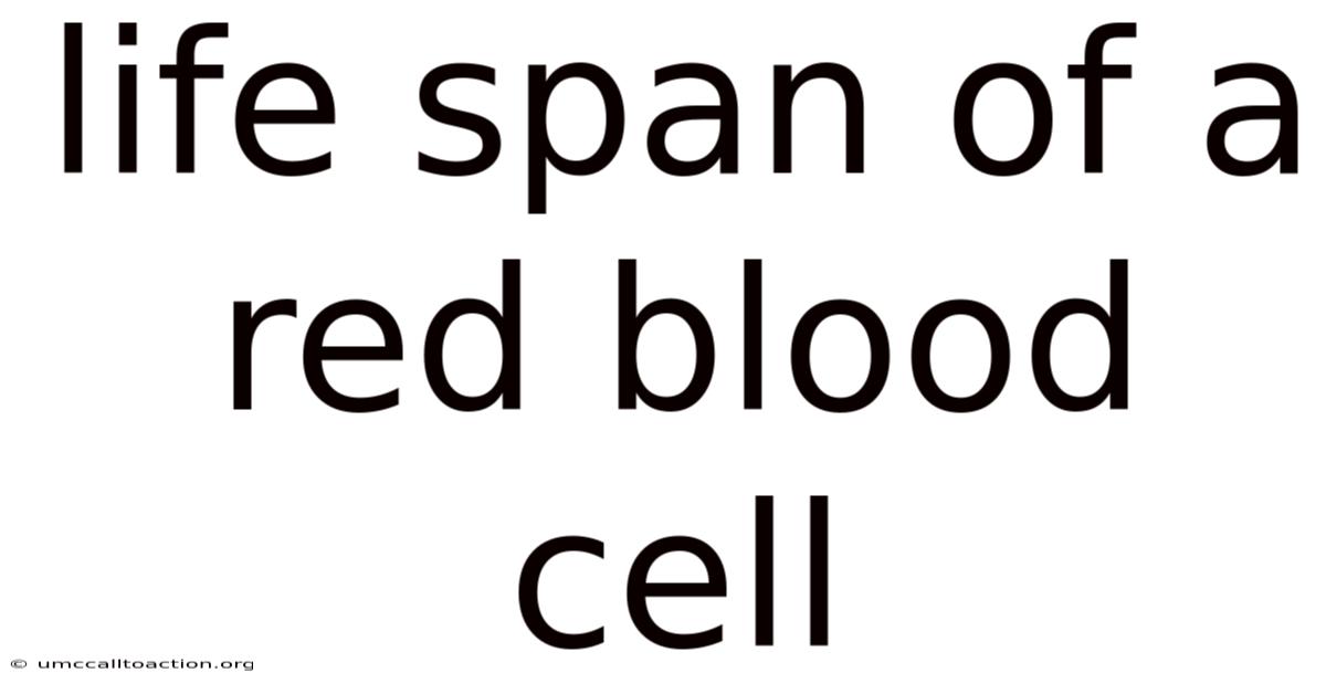 Life Span Of A Red Blood Cell