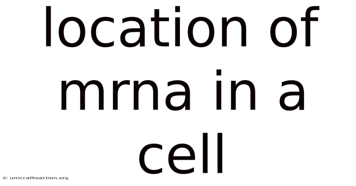 Location Of Mrna In A Cell