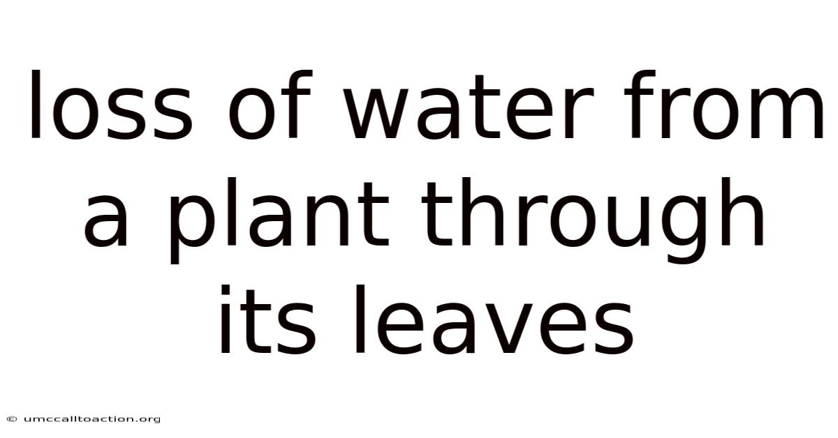 Loss Of Water From A Plant Through Its Leaves