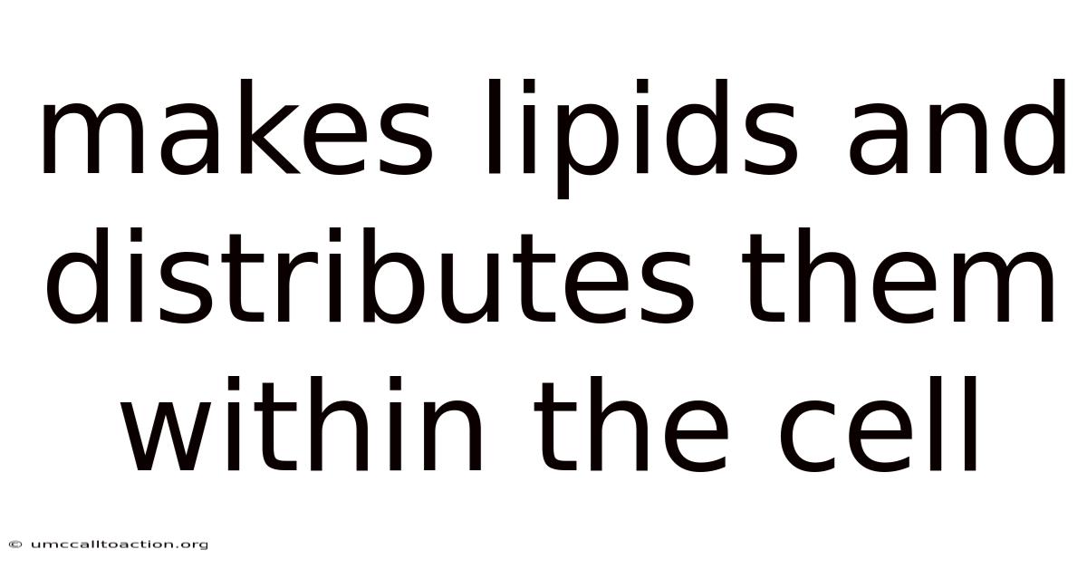 Makes Lipids And Distributes Them Within The Cell