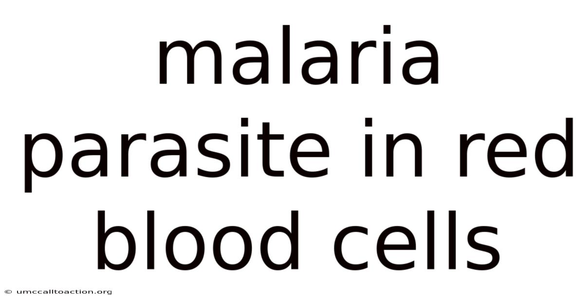 Malaria Parasite In Red Blood Cells